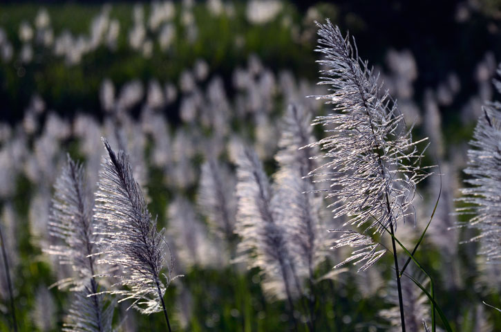 サトウキビ花穂