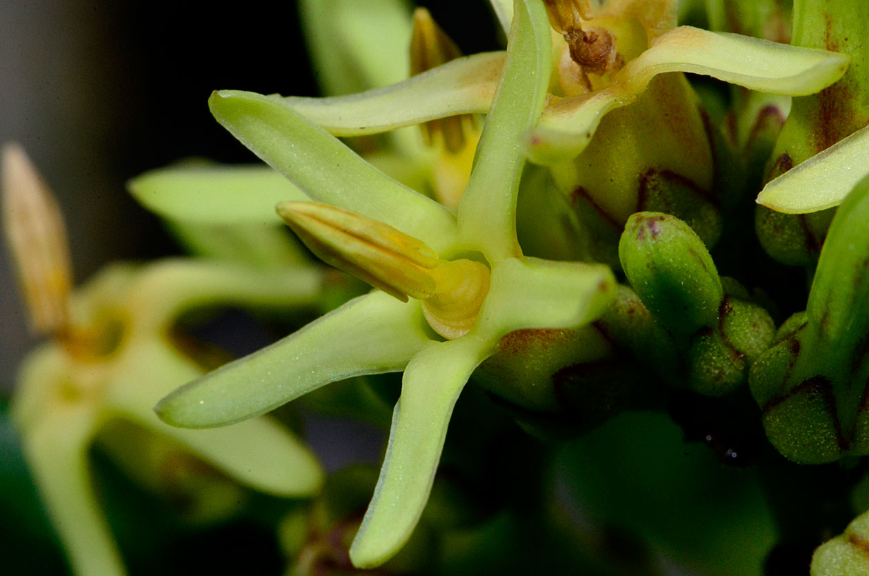 ホウライカガミ花