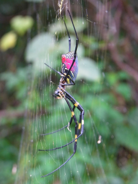 ジョロウグモ雌