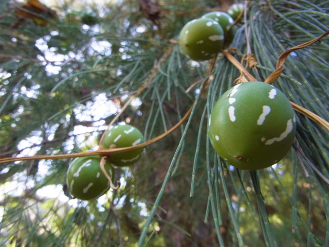オキナワスズメウリ