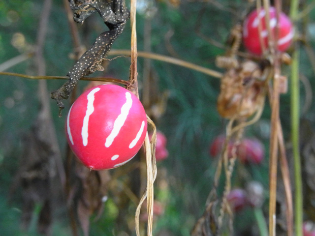 オキナワスズメウリ