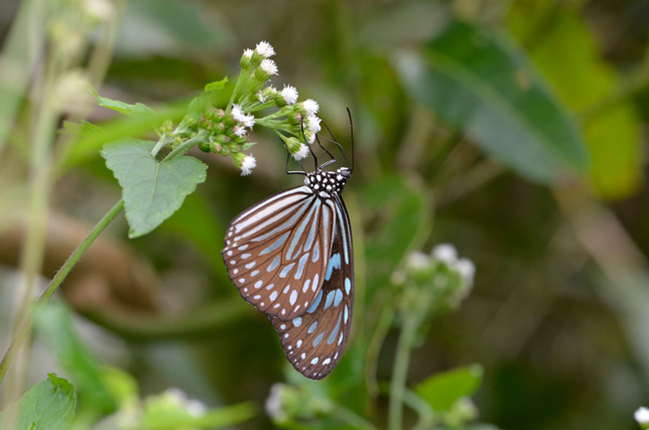 リュウキュウアサギマダラ