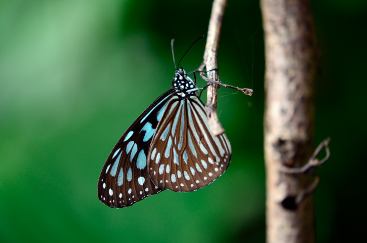 リュウキュウアサギマダラ