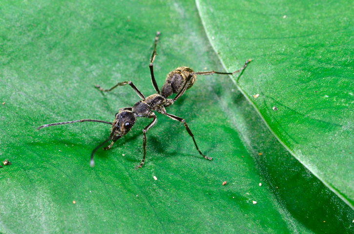 トゲオオハリアリ