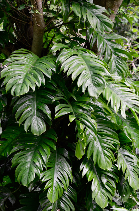 ハブカズラ（ノーマル）