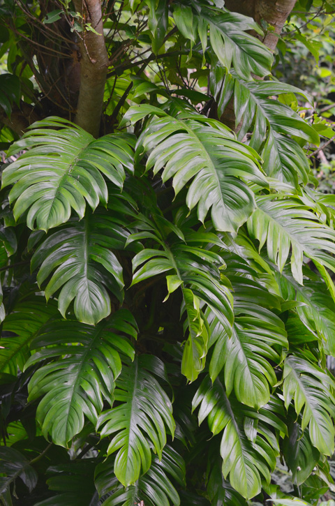 ハブカズラ（レタッチ）