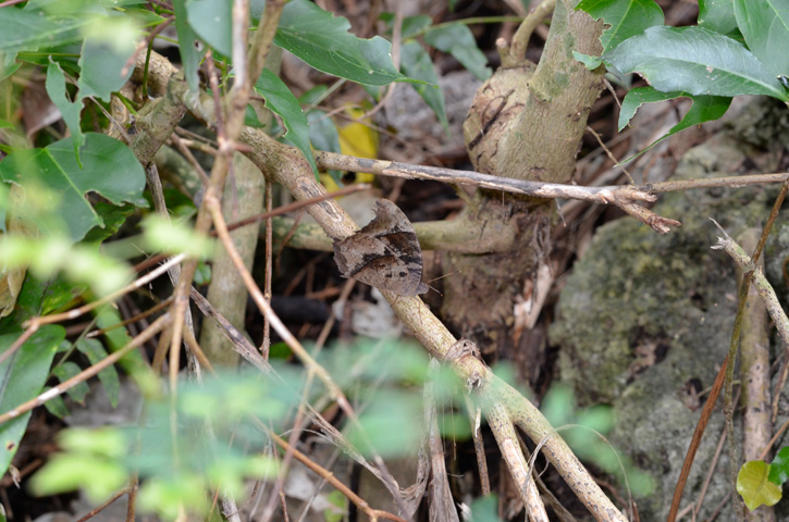 ウスイロコノマチョウ