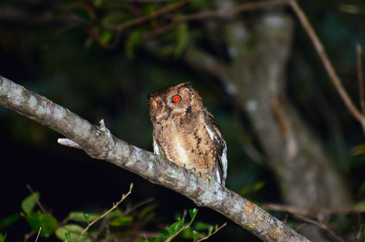 リュウキュウオオコノハズク