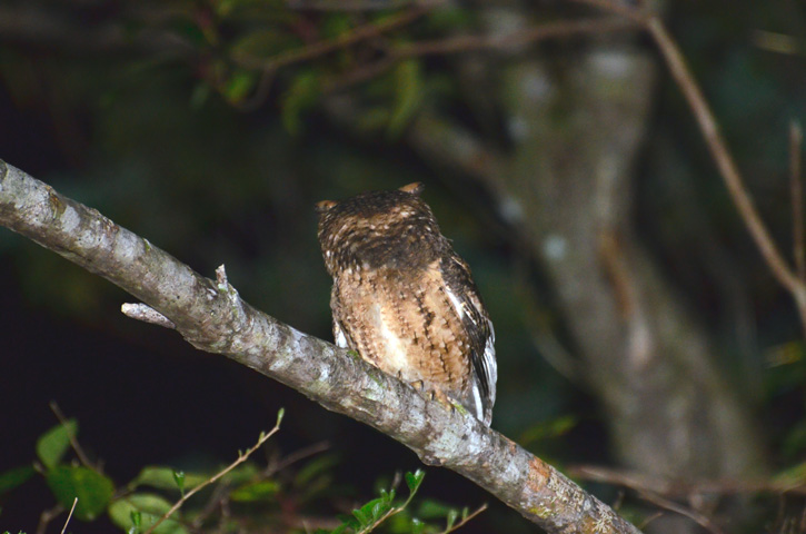 リュウキュウオオコノハズク