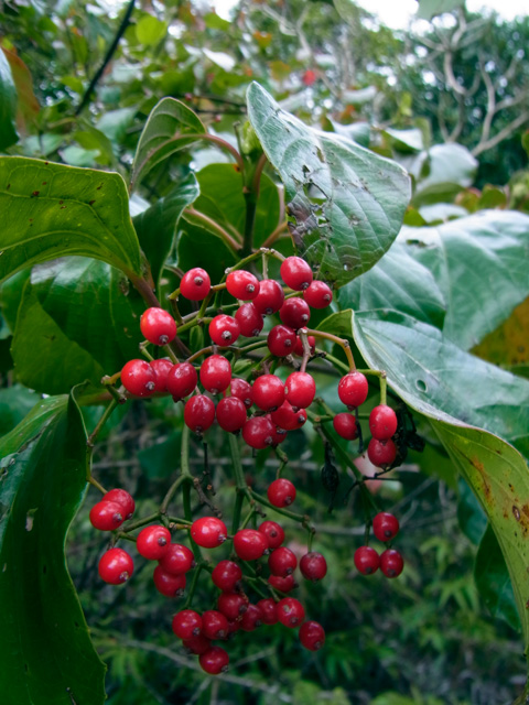 ハクサンボク実