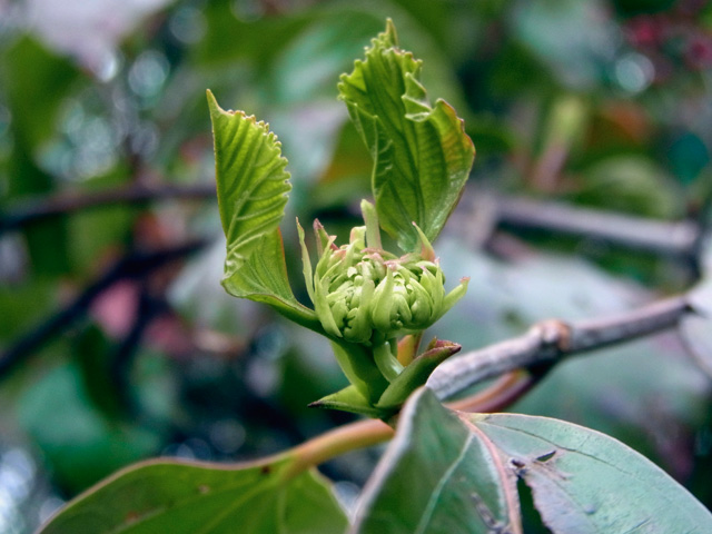 ハクサンボク新芽