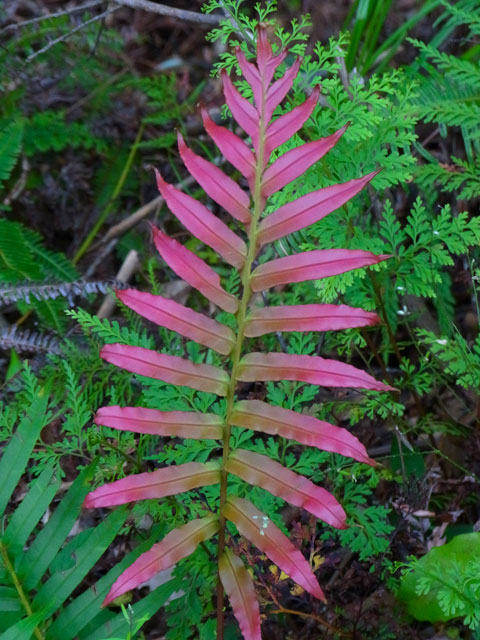 ヒリュウシダ新葉