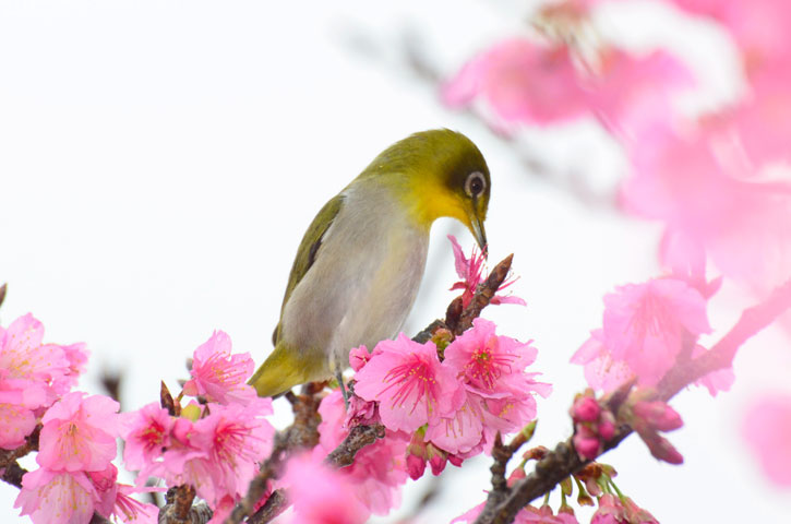 リュウキュウメジロ