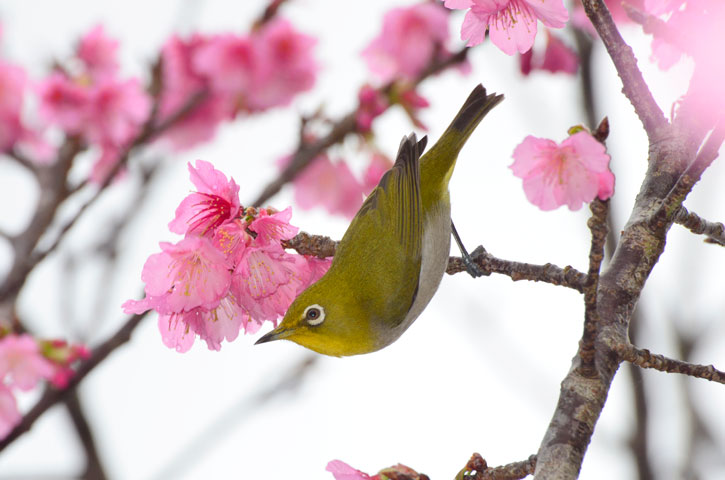リュウキュウメジロ