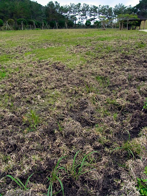 リュウキュウイノシシ食痕