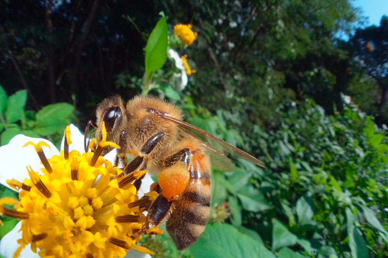 セイヨウミツバチ