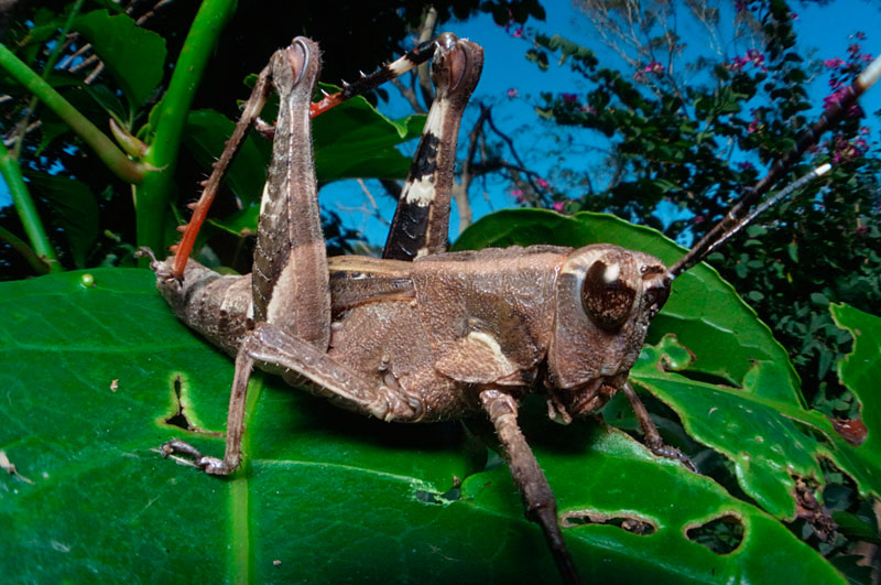 オキナワモリバッタ