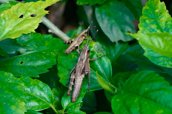 オキナワモリバッタ
