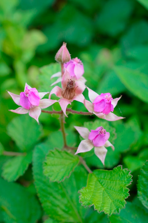 ナワシロイチゴ