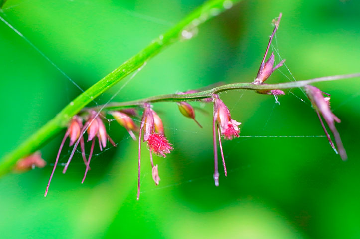 エダウチチジミザサ