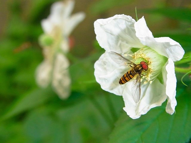 ホソヒラタアブ