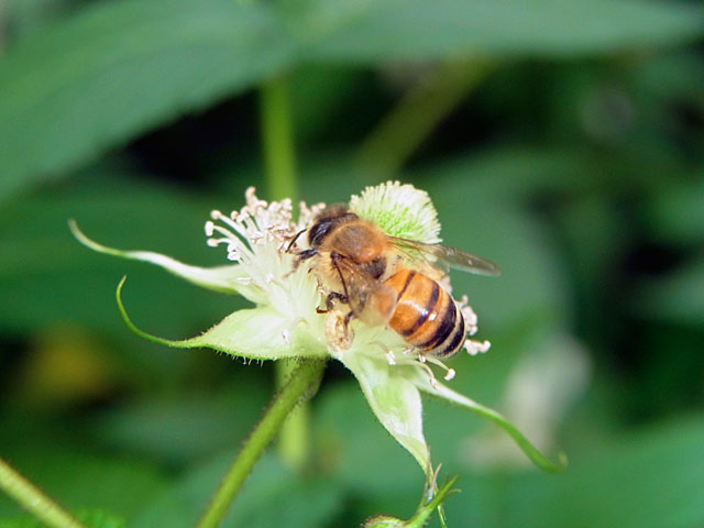セイヨウミツバチ