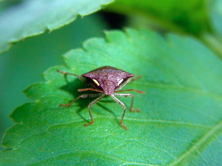 タイワントゲカメムシ