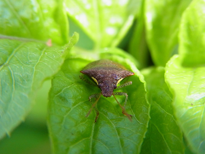 タイワントゲカメムシ