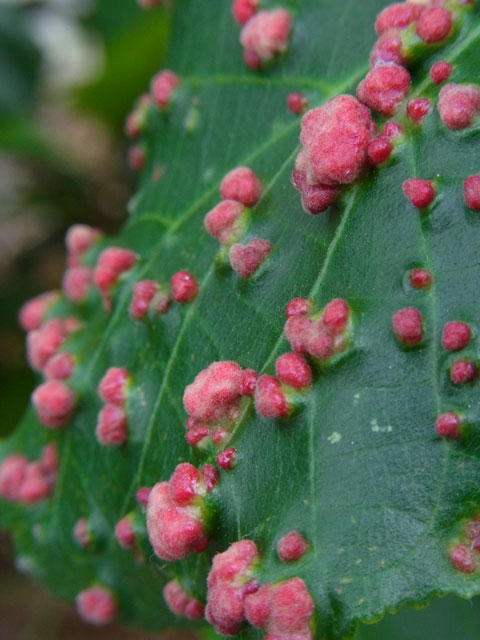 オオバギ虫こぶ
