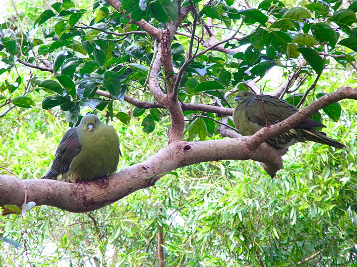 ズアカアオバト