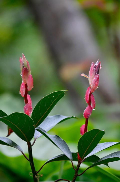 タブノキ芽吹き