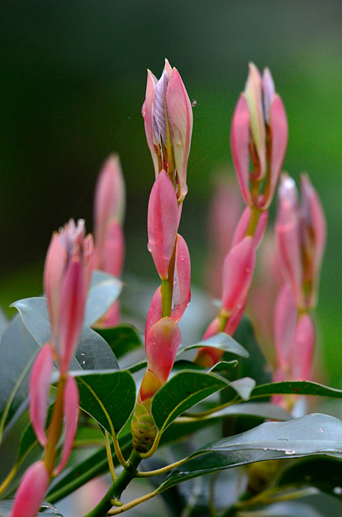 タブノキ芽吹き
