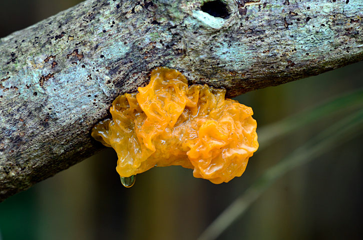 アカキクラゲの一種