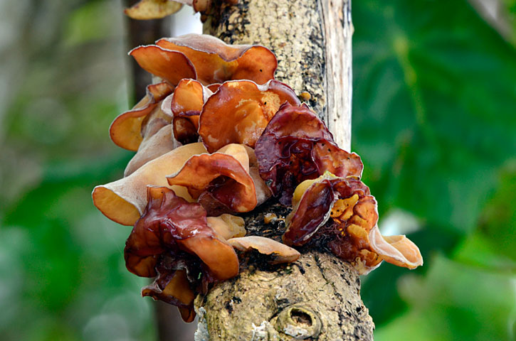 キクラゲの一種