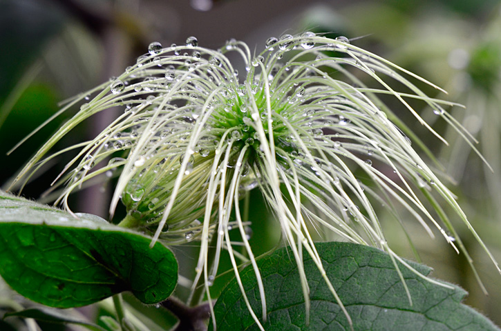 ビロードボタンヅル実