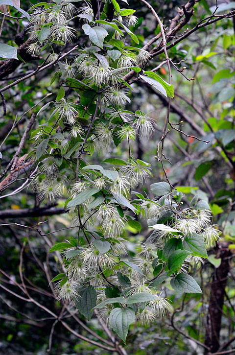 ビロードボタンヅル実