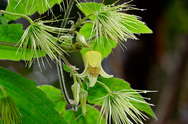 ビロードボタンヅル花