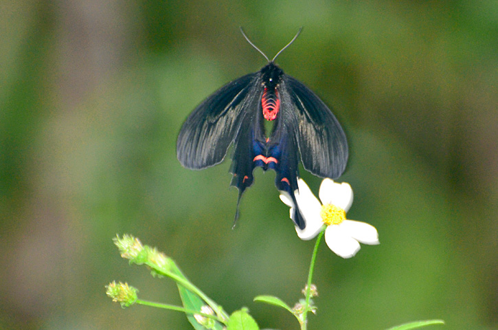 ジャコウアゲハ