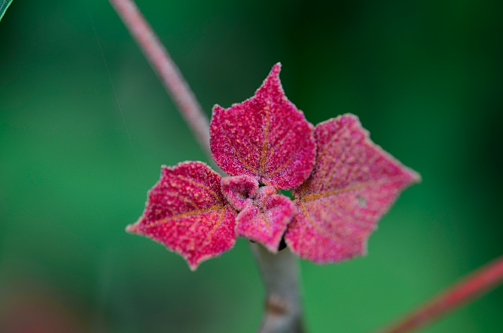 アカメガシワ芽吹き