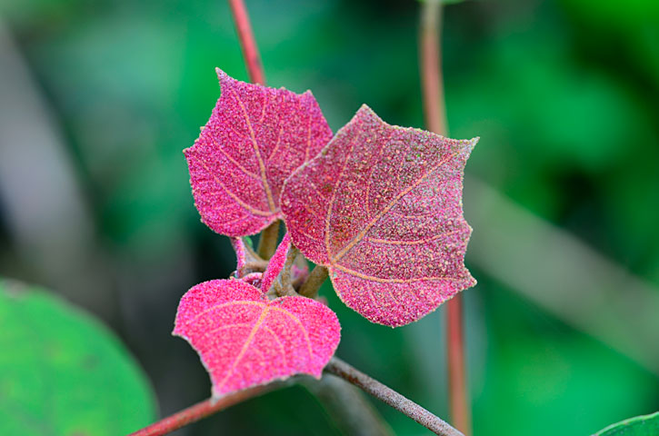アカメガシワ芽吹き