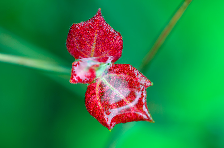 アカメガシワ芽吹き