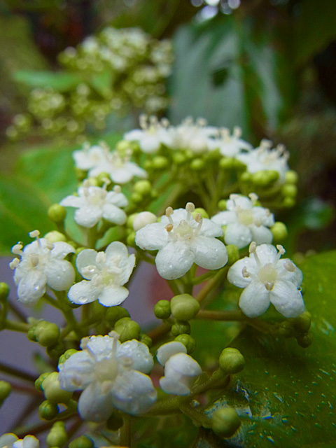 ハクサンボク開花