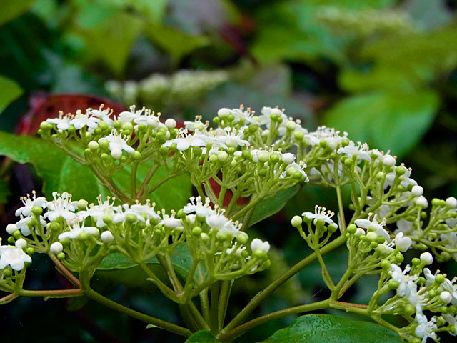 ハクサンボク開花