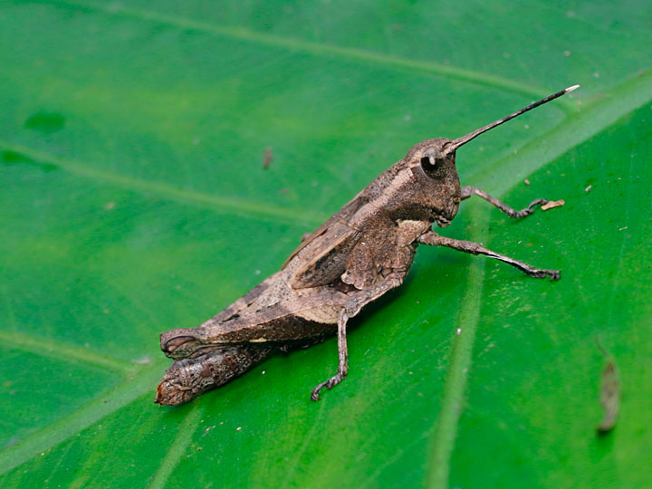 オキナワモリバッタ雌成虫