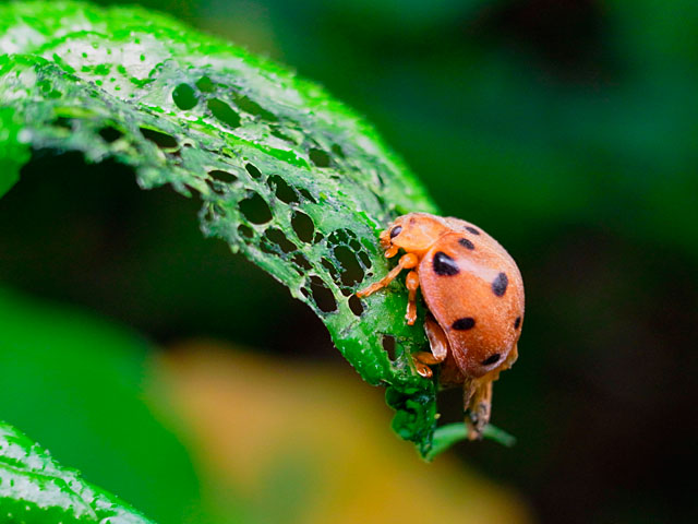 ジュウニマダラテントウ