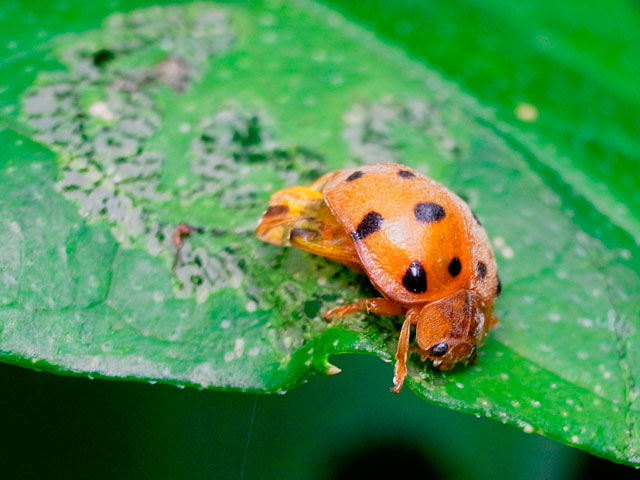 ジュウニマダラテントウ