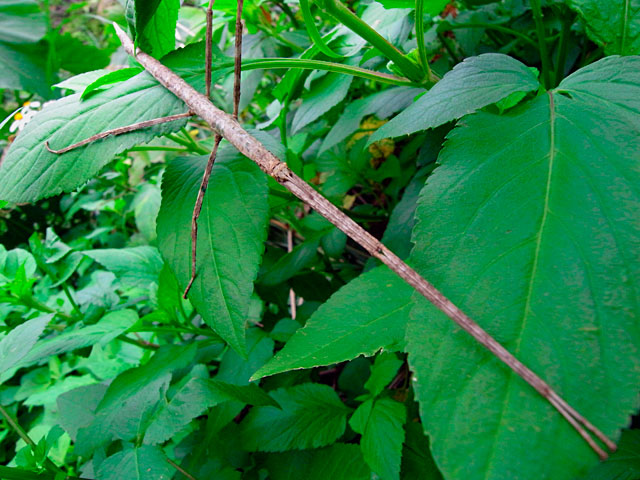 アマミナナフシ雌成虫