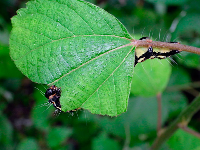 フクラスズメ幼虫
