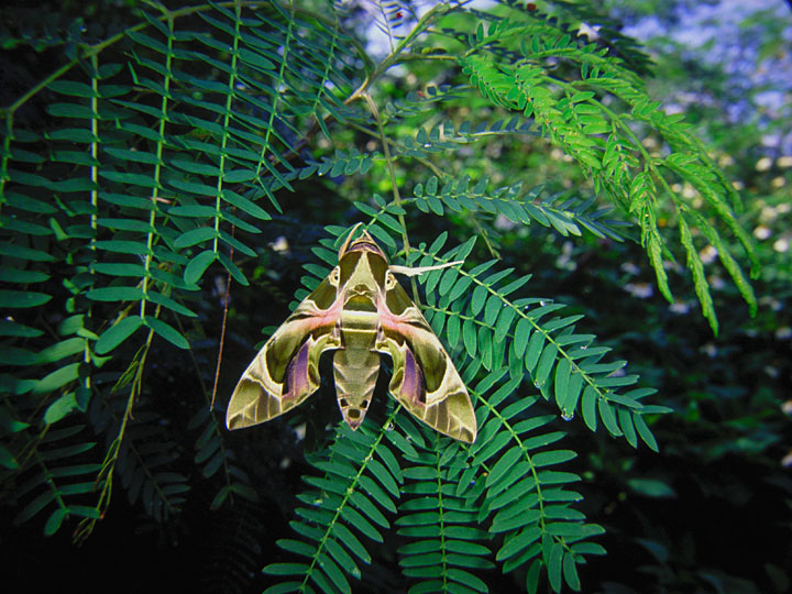 キョウチクトウスズメ