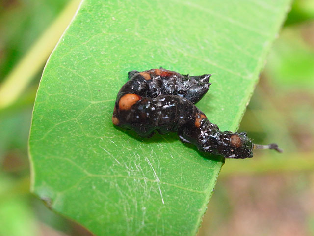 クロモンカギバ幼虫(2010年3月21日撮影）